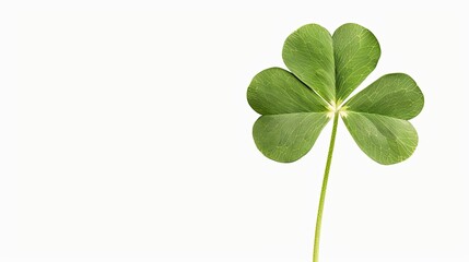 four leaf clover isolated on a white background