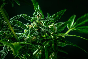 Cannabis plant with green leaves and white flowers, with trichomes and yellow stigmas, almost ready for harvest, a macro shot on a dark background