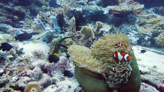 A Clown Anemonefish sheltering among the tentacles of its sea anemone. Underwater world with corals and tropical fishes