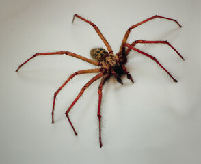 Barn Spider, Araneus cavaticus	