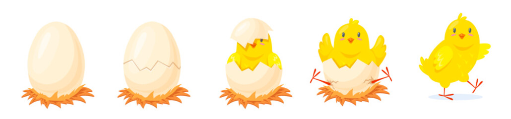 Chicken hatching stages. Yellow chick hatch from broken shell egg, poultry newborn growth cartoon cute chicken birth young baby bird born process, easter neat vector illustration © ssstocker