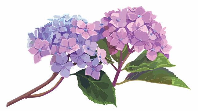 Hydrangea flower illustration full bloom vivid Flat vector