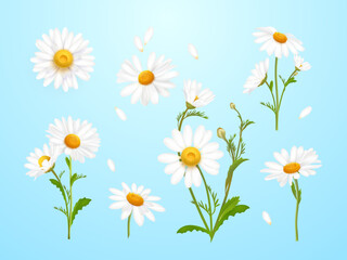 Realistic daisies. Daisy flower, camomile nature plant white petal 3d chamomile isolated wild flowers field matricaria bouquet blossoming wildflower exact macro vector illustration - obrazy, fototapety, plakaty