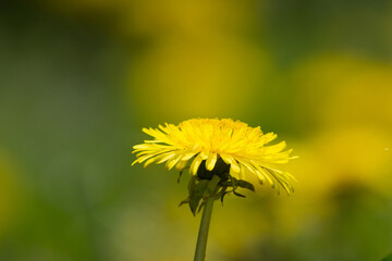 Yellow dandelion field in the morning. One Dandelion in a field closeup