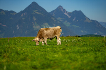 Fototapeta na wymiar Cows in a mountain field. Cow at alps. Brown cow in front of mountain landscape. Cattle on a mountain pasture. Village location, Switzerland. Cow at alpine meadow. Cow grazing on meadow.
