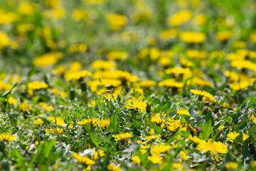 Beautiful yellow dandelions field in the morning. Dandelion meadow field closeup
