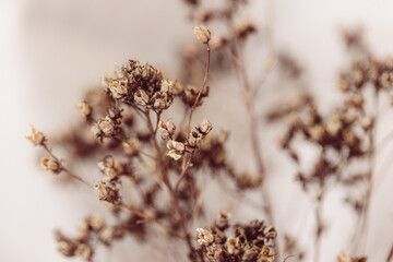 Braune Trockenblumen
