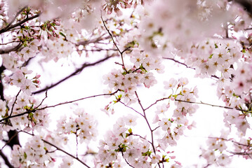 満開の桜