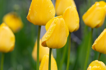 Beautiful yellow tulips in the garden background