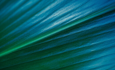 Leaf surface macro. Large green palm leaf texture background. Tropical leaf