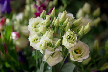 delicate white lisianthus flower