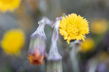 Huflattich, gelbe Blumen auf der Wiese