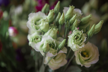 delicate white lisianthus flower