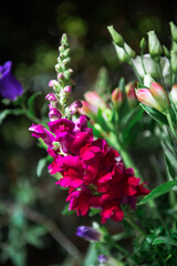 Fototapeta premium Antirrhinum majus potomac cherry rose, dragon flower in macro detail photo.