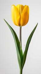 Yellow tulip flower isolated on white background