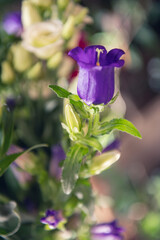 Canterbury Bells Terry Purple, blue and purple bell flower. Close-ups and in the flower bouquet 