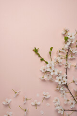 Spring background with beautiful white flowering branches. Springtime concept. Flat lay top view copy space.