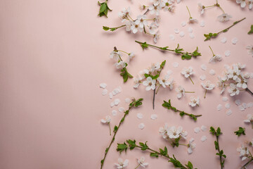 Spring white cherry blossom tree on pastel pink background. View from above, flat lay. Copy space.