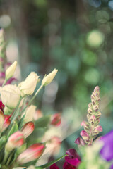 Flowers, bouquet, composition of beautiful fresh flowers with white, purple, pink, red and rose