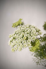 Naturaleza, flores, belleza colorido