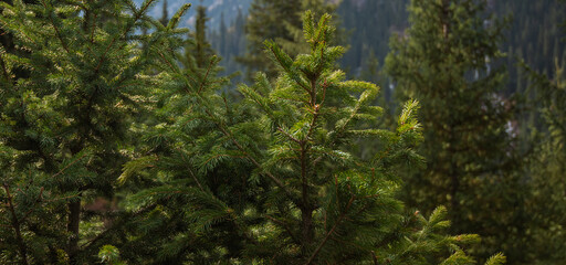 Green spruce branches as a textured background. Green spruce. Branches with needles close-up....