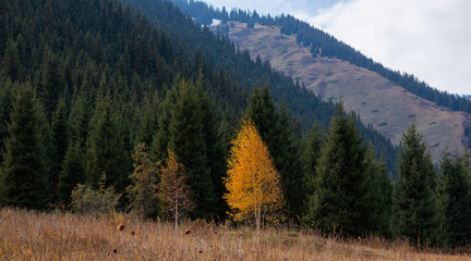 Autumn landscape in the mountains with tall firs. Natural background. Atmospheric green forest with...