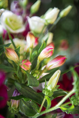 close flower buds pink and rose and white. close-up
