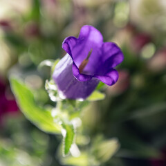 Canterbury Bells Terry Purple, blue and purple bell flower. Close-ups and in the flower bouquet 