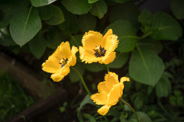Vibrant yellow tulips with dark centers, yellow pistils and fringed petal edges bloom under the...