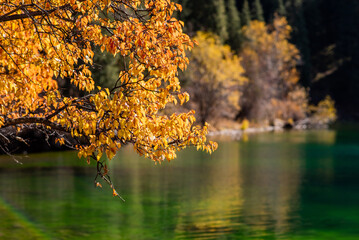 Crystal lake in autumn mountains. Colorful autumn season with turquoise water and yellow leaves....