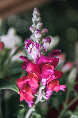 Antirrhinum majus potomac cherry rose, dragon flower in macro detail photo