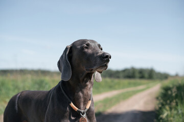 Hunting dog stalks prey