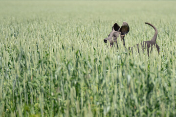Weimaraner dog in the fields