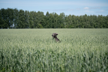 Weimaraner dog in the fields © Maria