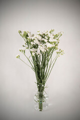 Naturaleza, flores, belleza colorido