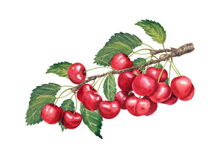 Watercolor cherry hand drawn illustration isolated.