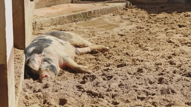 A pig laying in the dirt
