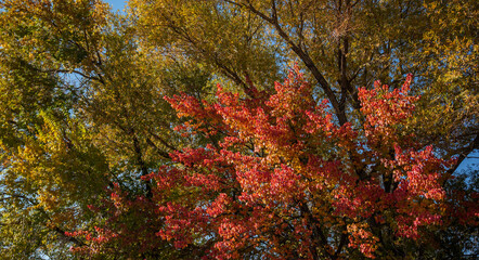 Beautiful autumn landscape with trees. Colorful foliage in the park. Natural background. Autumn...