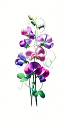 Purple Sweet Pea Flowers. A bouquet of purple and pink flowers with green stems
