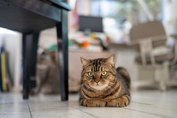A cat curled up on the floor in a quaint living room.