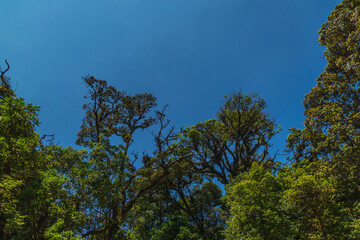 The sky is blue and the trees are green
