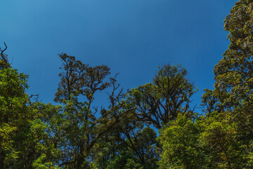 The sky is blue and the trees are green