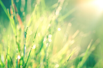 Fresh spring grass in the sunshine and with dew drops close-up. Fresh spring grass close up. Summer...