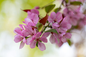 pink cherry blossom in spring
