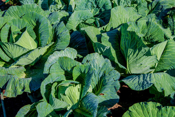 .Green cabbage. White cabbage grows in the ground on a collective farm field. for eating soup and...