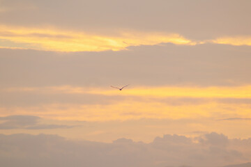 birds in the sky