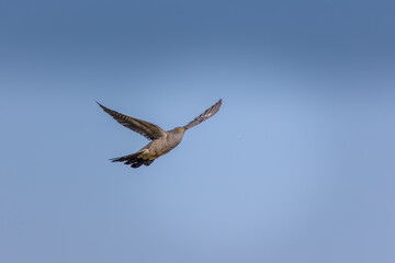 Obraz premium Common cuckoo flying in the blue sky, Cuculus canorus