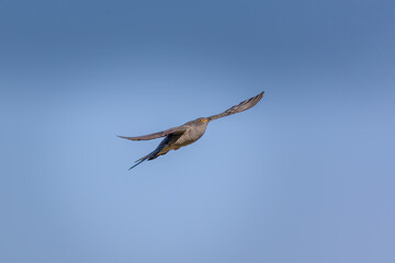 Common cuckoo flying in the blue sky, Cuculus canorus