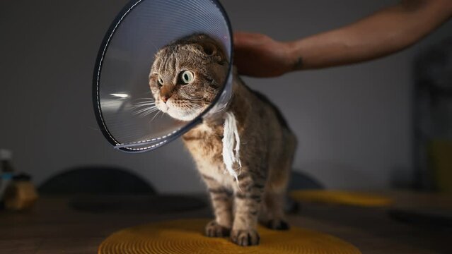 Gentle Comfort: A female hand offers tender care and comfort to a cat wearing a veterinarian plastic cone around its neck, ensuring a soothing experience.