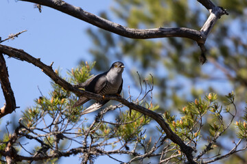 Common cuckoo perched on a tree branch. Sweden